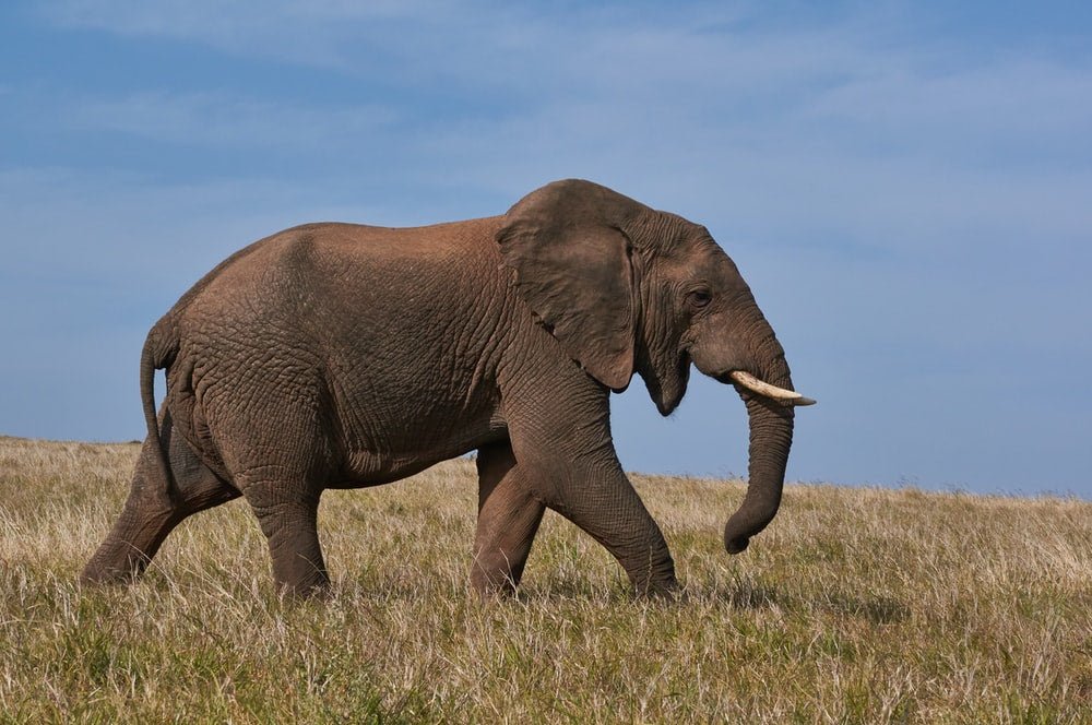 Paint By Numbers | Elephant - Brown Elephant On Green Grass Field During Daytime