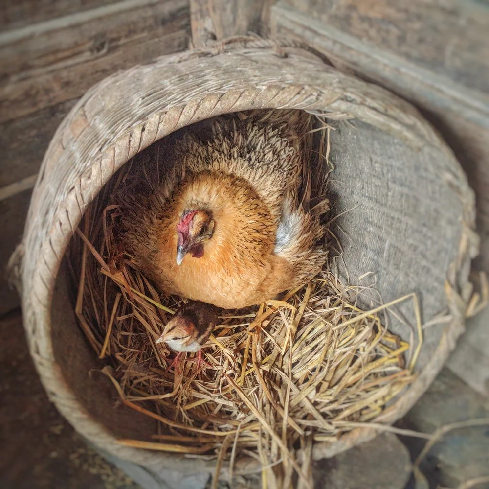 Paint By Numbers | Huaihua - Brown Hen And Chicks