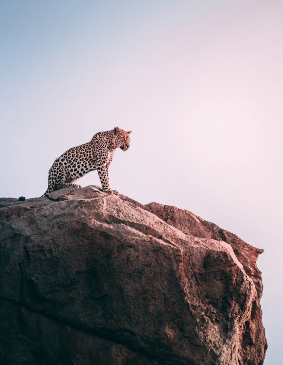Paint By Numbers | Cheetah - Brown Leopard On Top Of Grey Rock