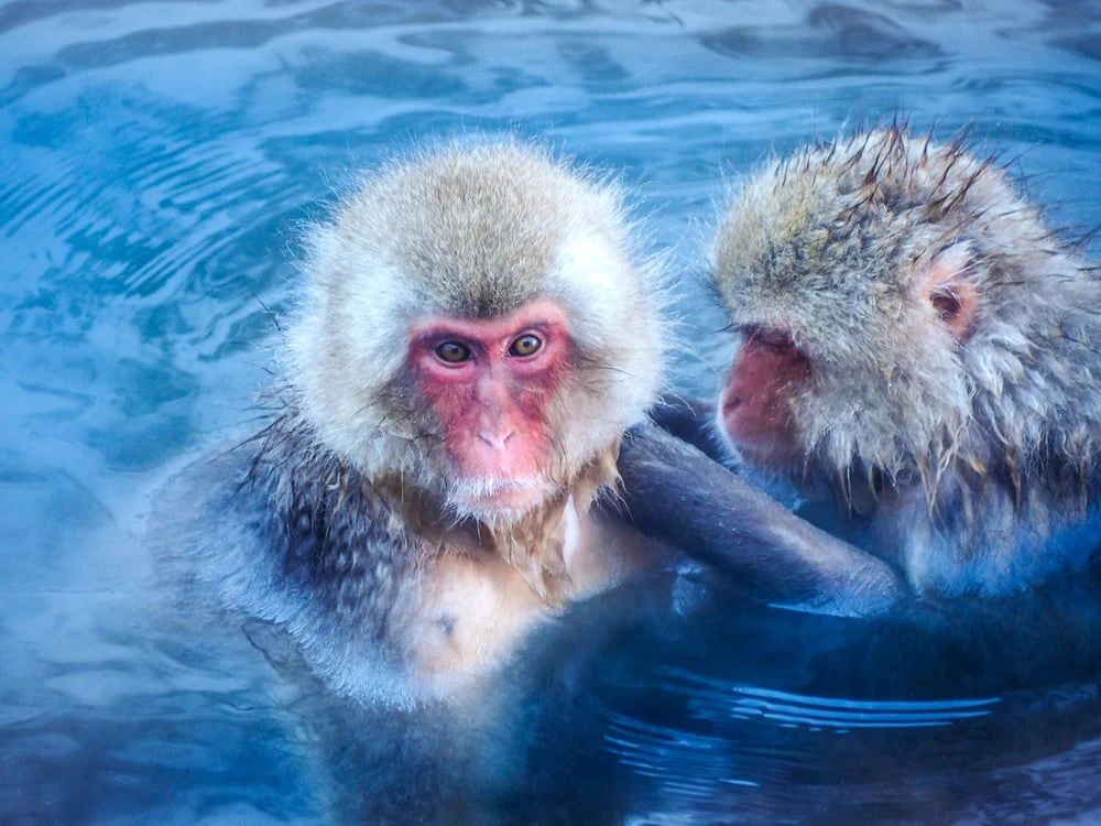 Paint By Numbers | Baboon - Brown Monkey In Blue Water