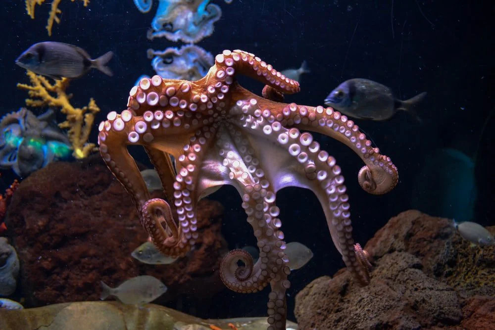Paint By Numbers | Octopus - Brown Octopus