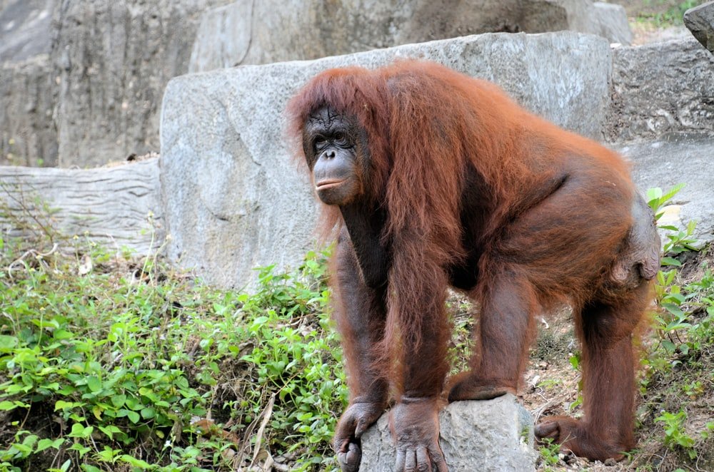 Paint By Numbers | Ape - Brown Orangutan