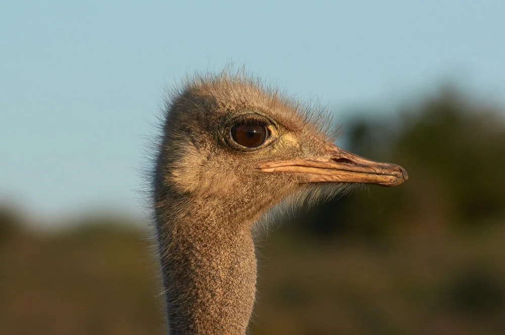 Paint By Numbers | Ostrich - Brown Ostrich Head In Close Up Photography
