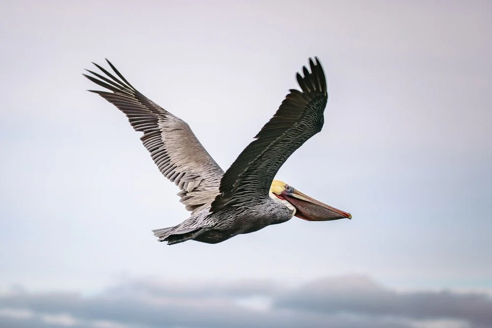 Paint By Numbers | Pelican - Brown Pelican Flying During Daytime