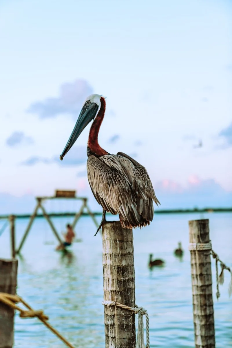 Paint By Numbers | Pelican - Brown Pelican On Brown Wooden Post During Daytime