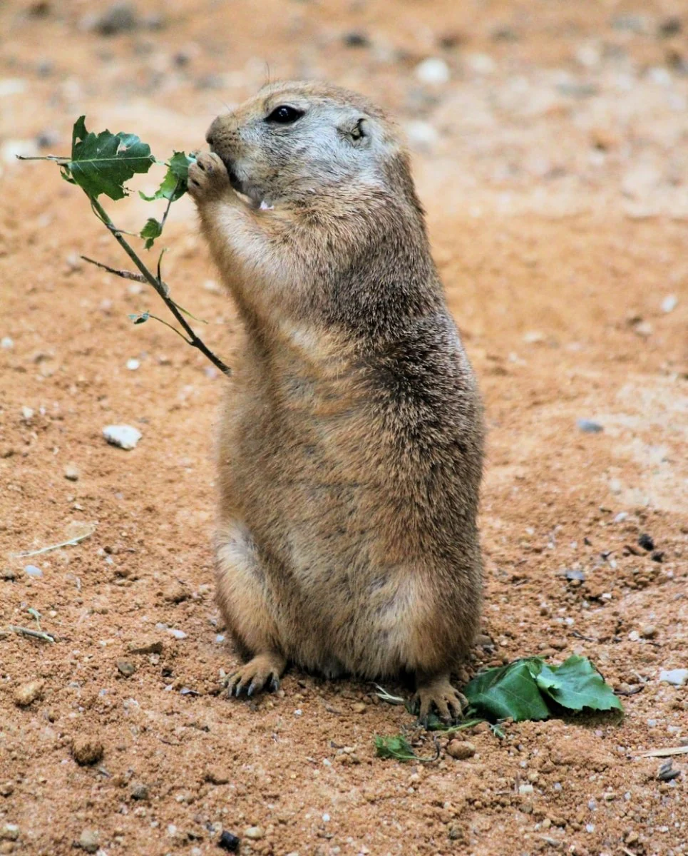 Paint By Numbers | Beaver - Brown Prairie Dog Eating Green Leaf