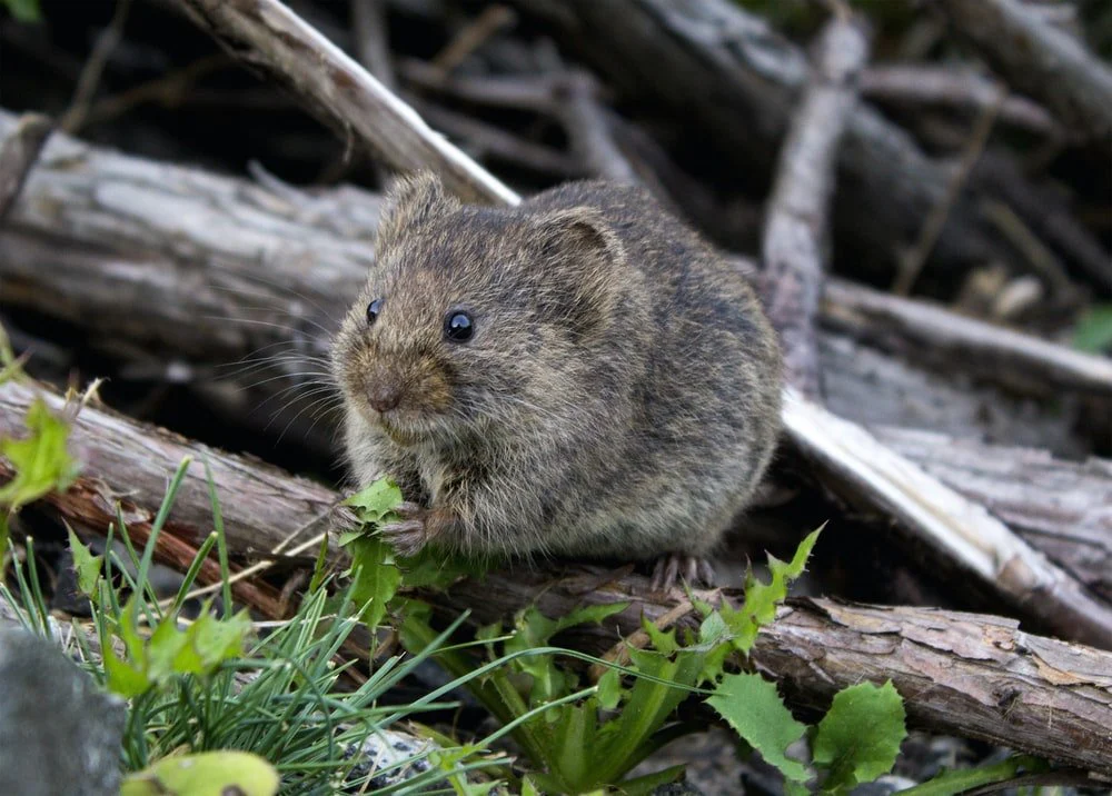 Paint By Numbers | Mouse - Brown Rodent Eating Grass