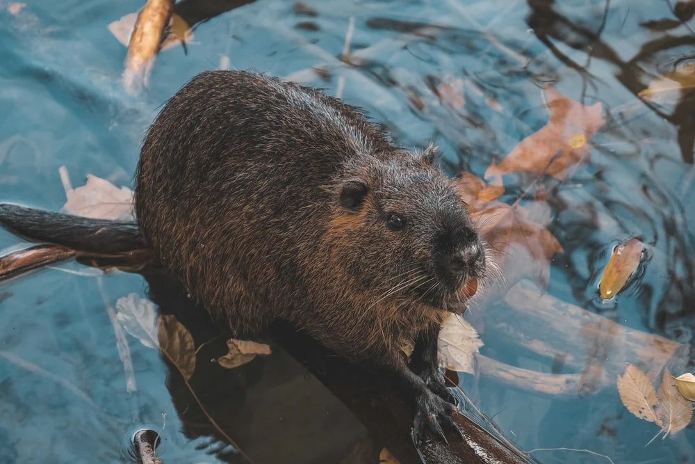 Paint By Numbers | Beaver - Brown Rodent On Brown Tree Branch