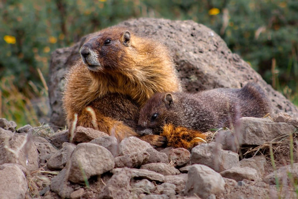 Paint By Numbers | Beaver - Brown Rodent On Gray Rock During Daytime