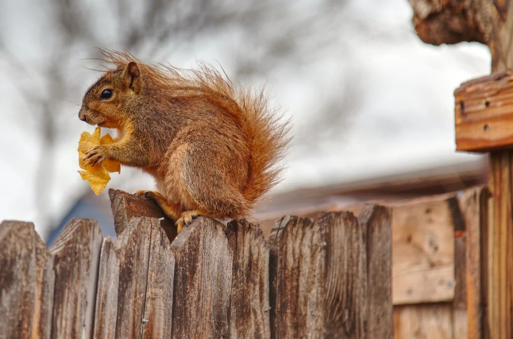 Paint By Numbers | Brown Squirrel On Brown Wooden Fence During Daytime