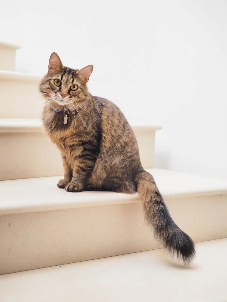 Paint By Numbers | Cat - Brown Tabby Cat On White Stairs