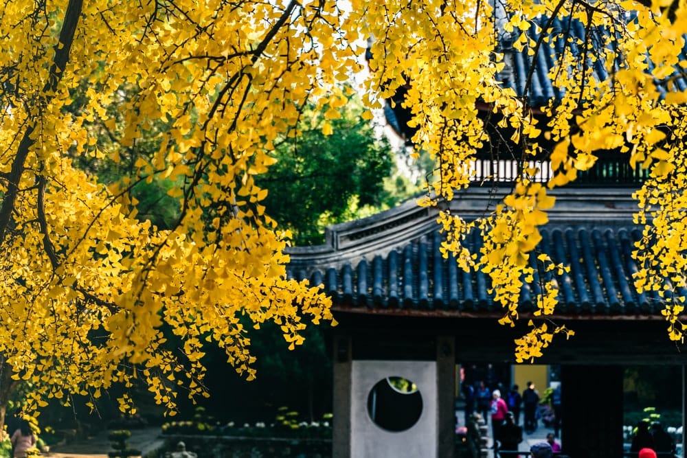 Paint By Numbers | Wuxi - Brown Tree Beside Black House