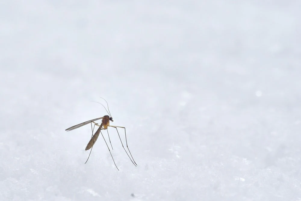 Paint By Numbers | Mosquito - Brown Winged Insect Photograph