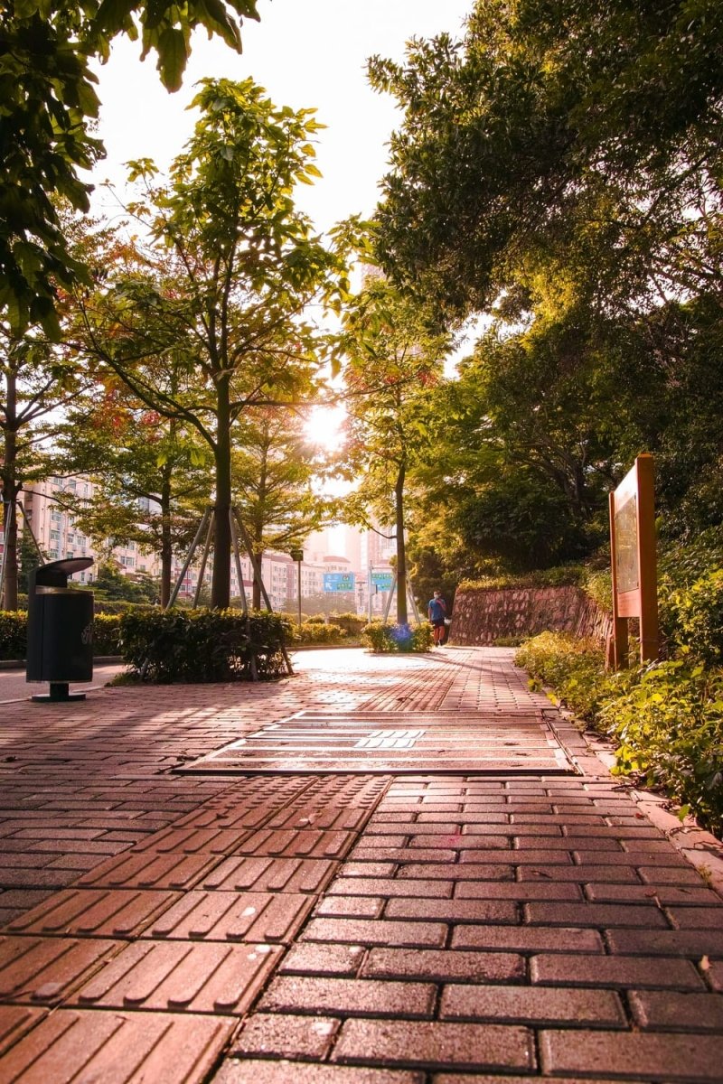 Paint By Numbers | Shenzhen - Brown Wooden Pathway Between Green Trees During Daytime