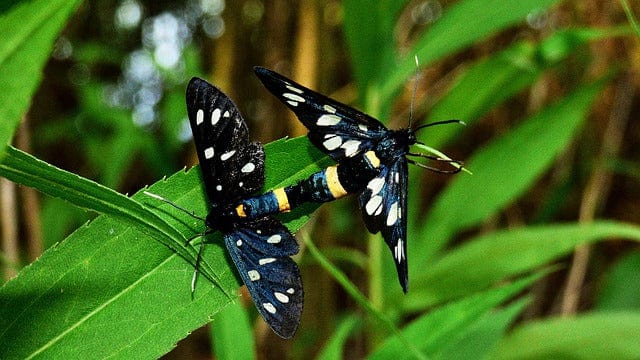 Butterfly Insects Nature Paint By Number Kit