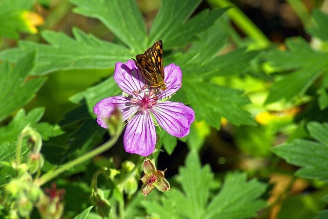 Butterfly On A Pink Wildflower Butterfly Flower Paint By Number Kit