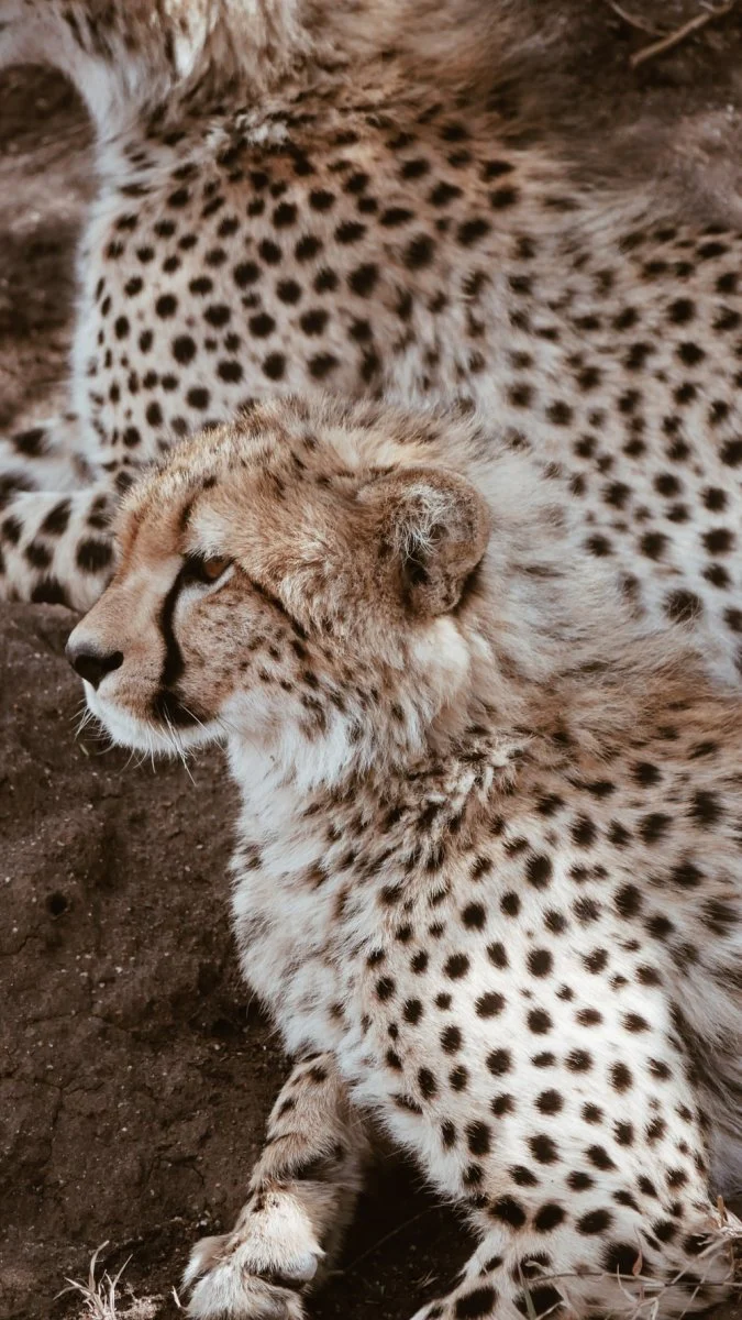 Paint By Numbers | Cheetah - Cheetah Cub Beside Adult Cheetah