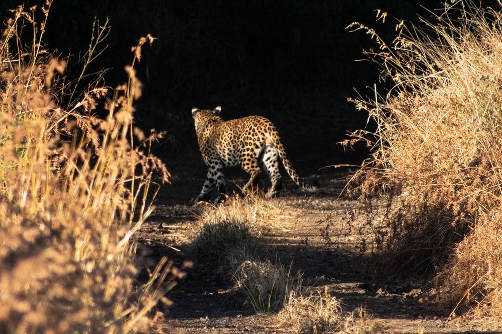 Paint By Numbers | Cheetah - Cheetah Walking On Brown Grass Field During Daytime