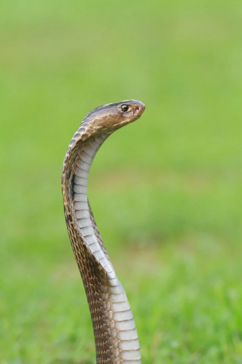 Paint By Numbers | Snake - Close-Up Photo Of Brown And Gray Snake