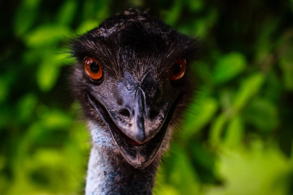 Paint By Numbers | Emu - Close Up Photography Of Turkey