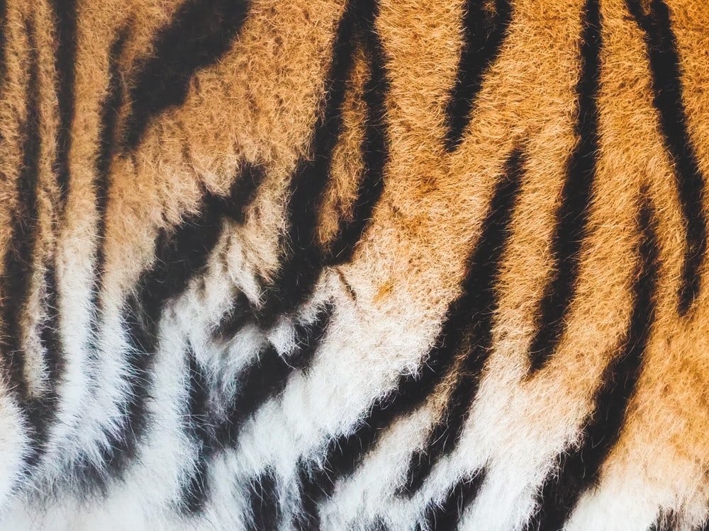 Paint By Numbers | Black Panther - Close View Of Tiger Skin
