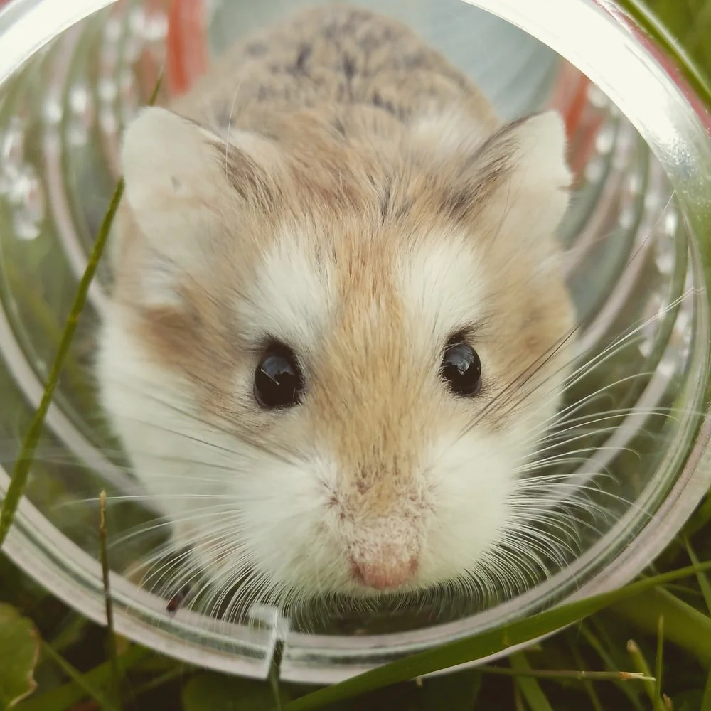 Paint By Numbers | Hamster - Closeup Photo Of Brown Hamster In Glass Cup