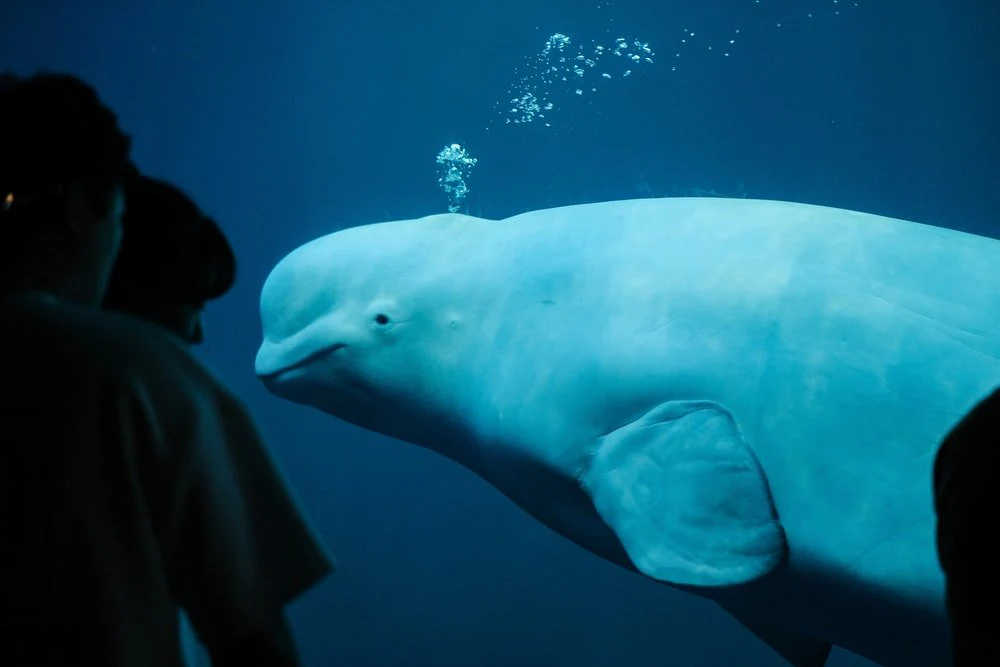 Paint By Numbers | Blue Whale - Closeup Photo Of Dolphin