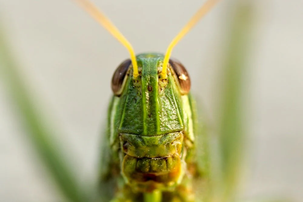 Paint By Numbers | Grasshopper - Closeup View Of Green Grasshopper