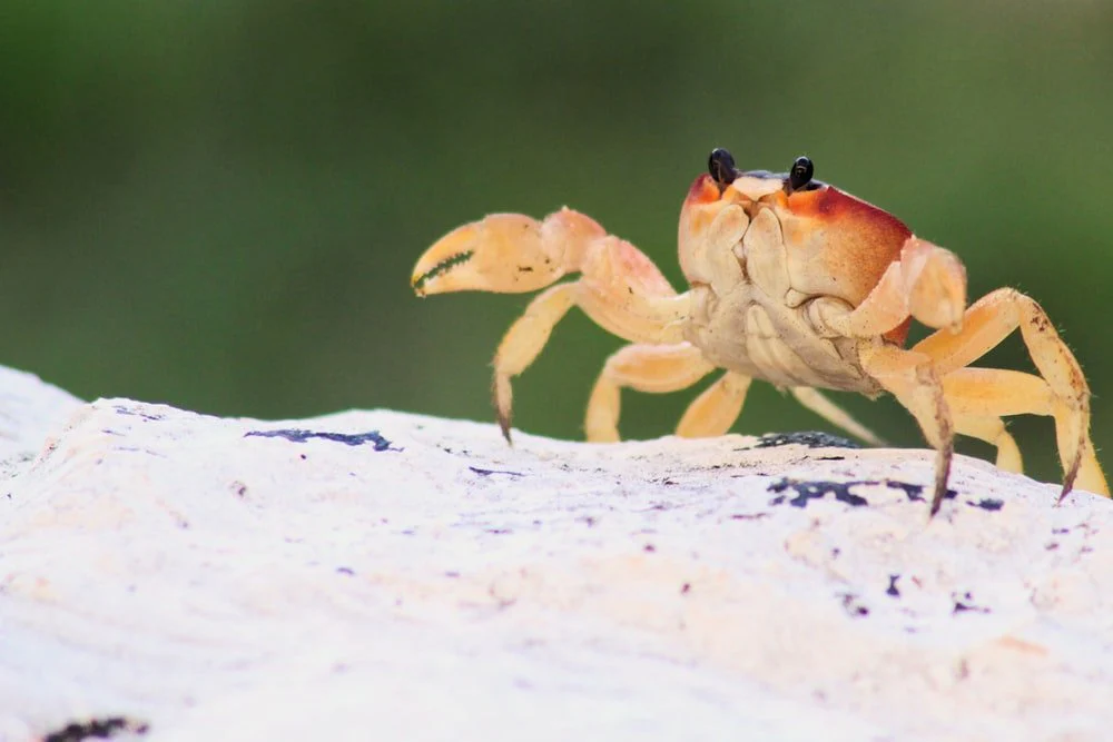 Paint By Numbers | Crab - Crab On Rock