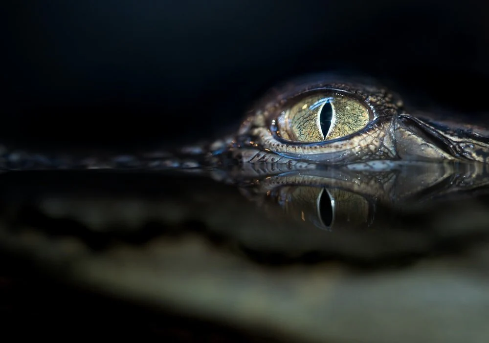 Paint By Numbers | Alligator - Crocodile Eyes