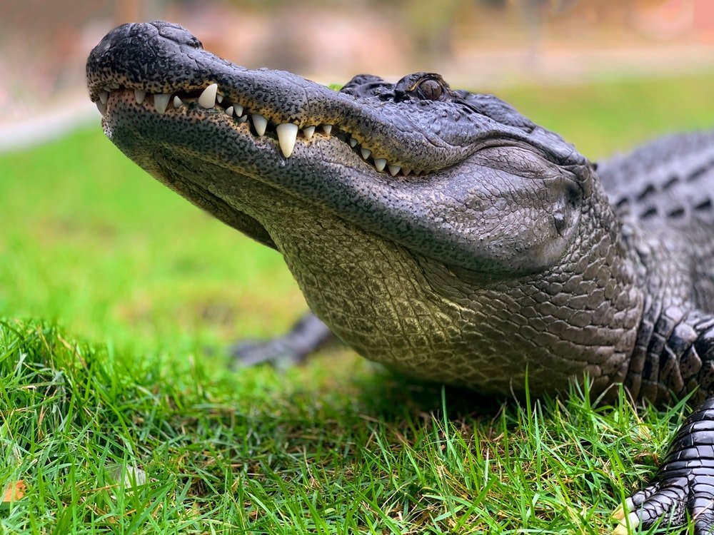 Paint By Numbers | Alligator - Crocodile On Green Grass During Daytime