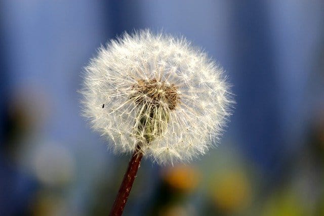 Dandelion Furry Fluffy Dandelion Paint By Number Kit