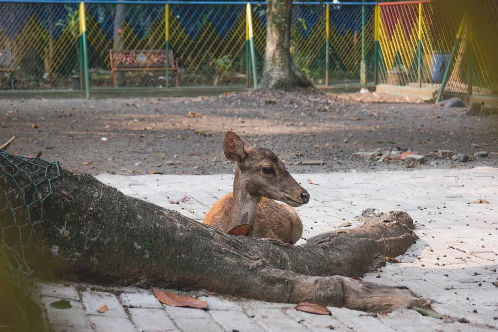 Paint By Numbers | Armadillo - Deer Sitting Beside Tree Root