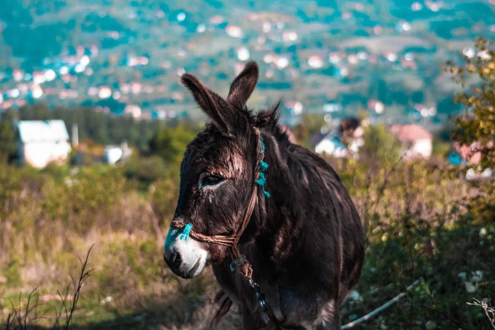 Paint By Numbers | Ass - Depth Photography Of Brown Donkey
