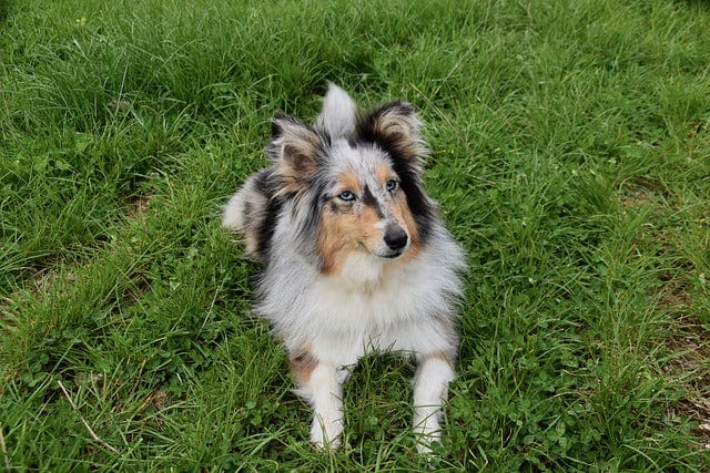 Dog Female Dog Shetland Sheepdog Blue Eyes Paint By Number Kit