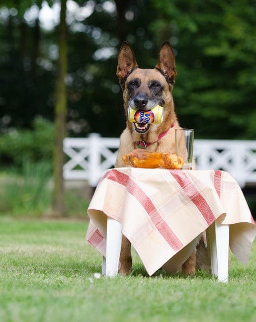 Dog Trick Dog Shows A Trick Malinois Paint By Number Kit