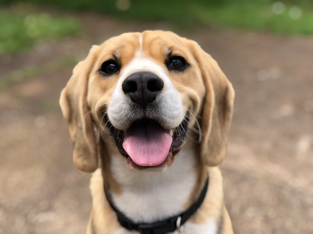 Paint By Numbers | Dog - Dog's Face