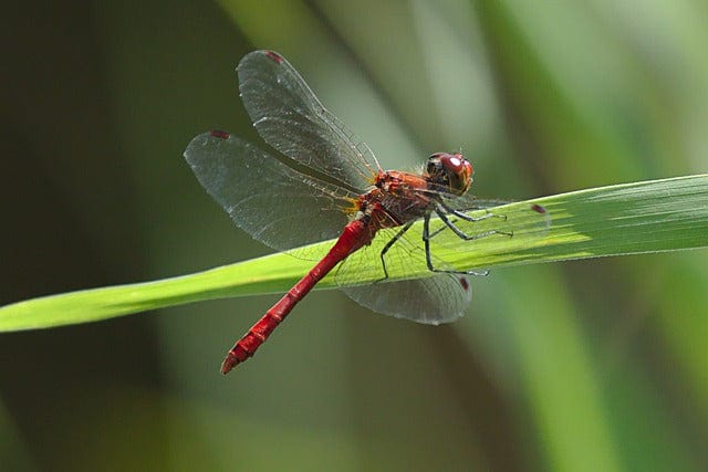 Dragonfly Insect Close Up Paint By Number Kit