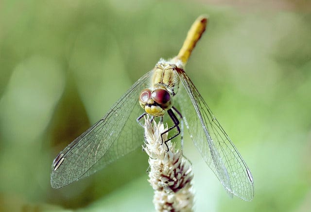 Dragonfly Insect Dragonflies Różnoskrzydłe Paint By Number Kit