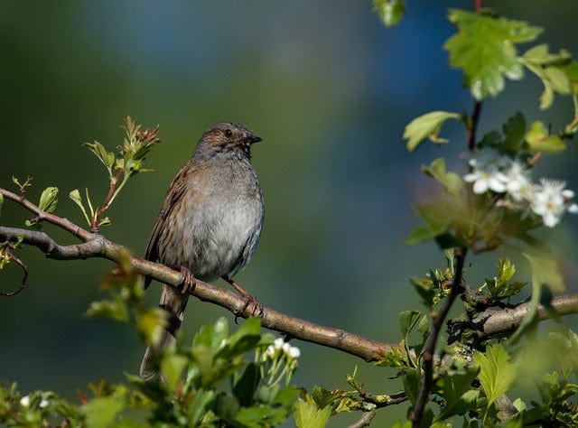 Dunnock On A Branch Dunnock Sparrow Paint By Number Kit