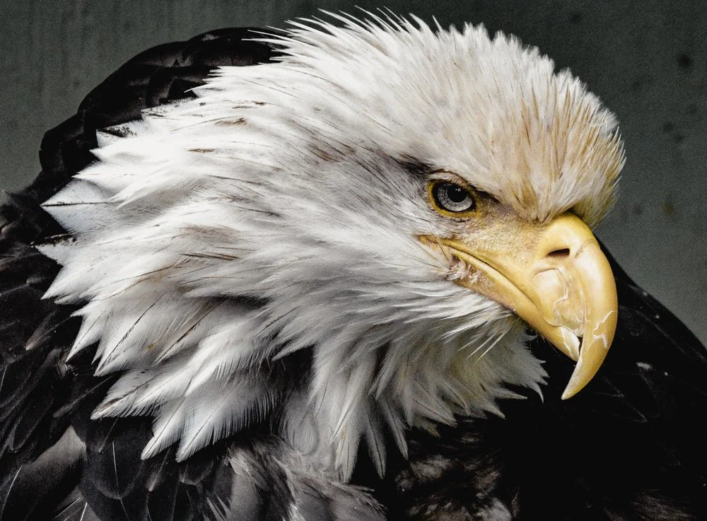 Paint By Numbers | Bald Eagle - Eagle