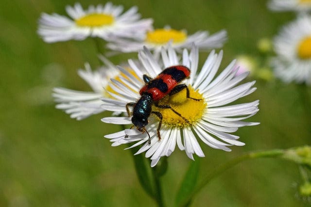 Ew Beetle Daisy Trichodes Apiarius Paint By Number Kit