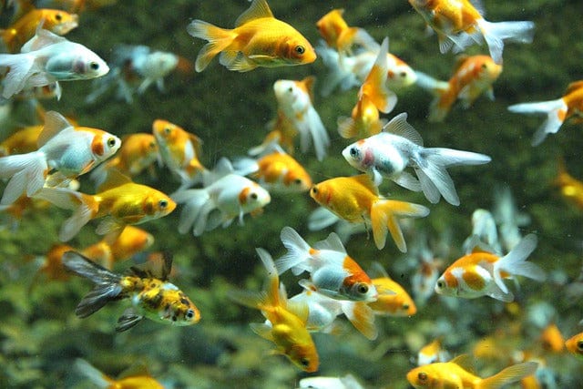 Fish Goldfish Aquarium Paint By Number Kit