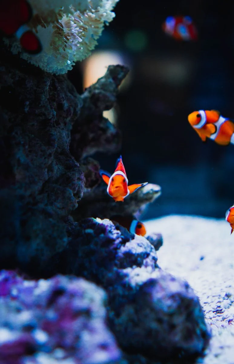 Paint By Numbers | Ōsaka - Fish Under The Water
