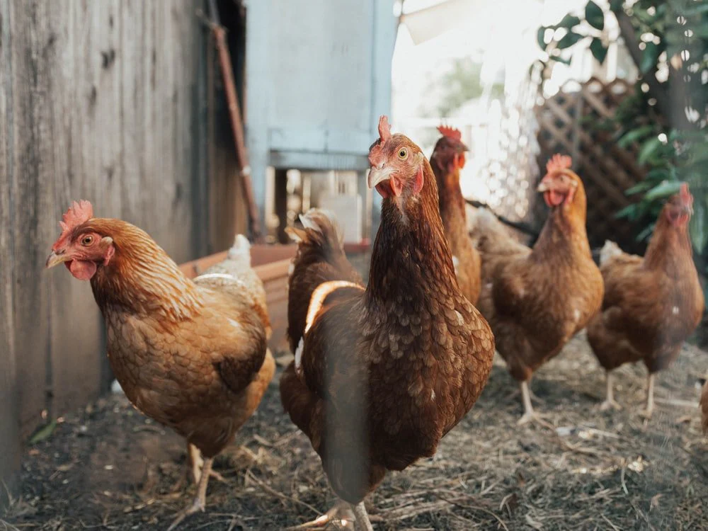 Paint By Numbers | Chicken - Five Brown Hens On Ground Beside Fence