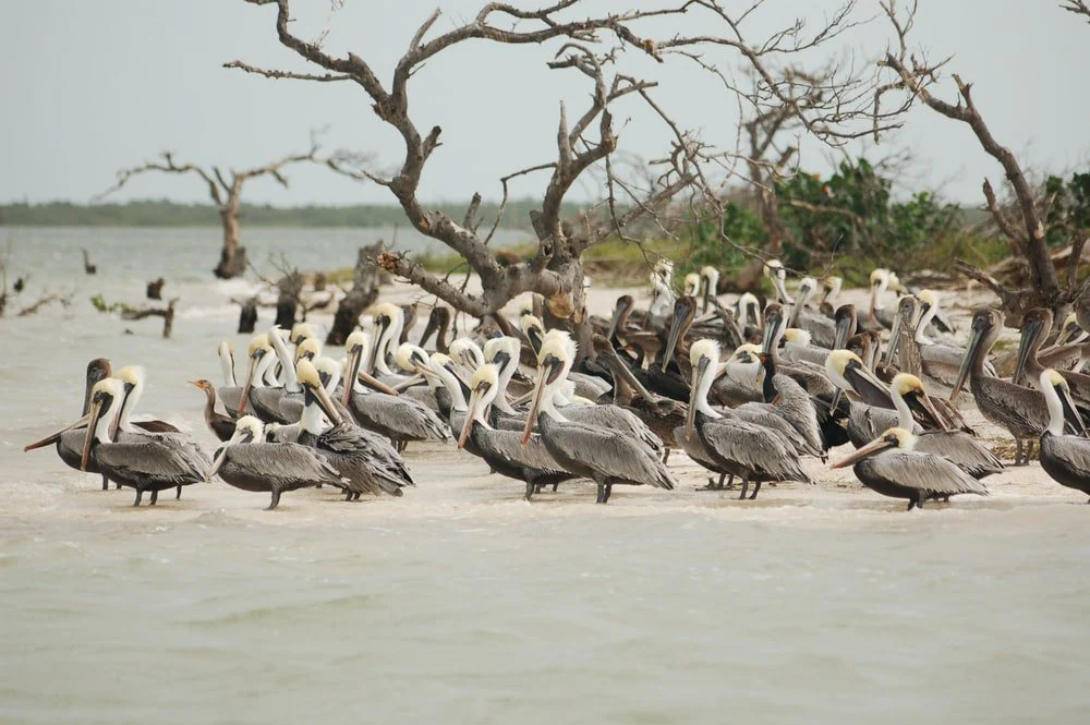 Paint By Numbers | Pelican - Flock Of Birds On Seashore