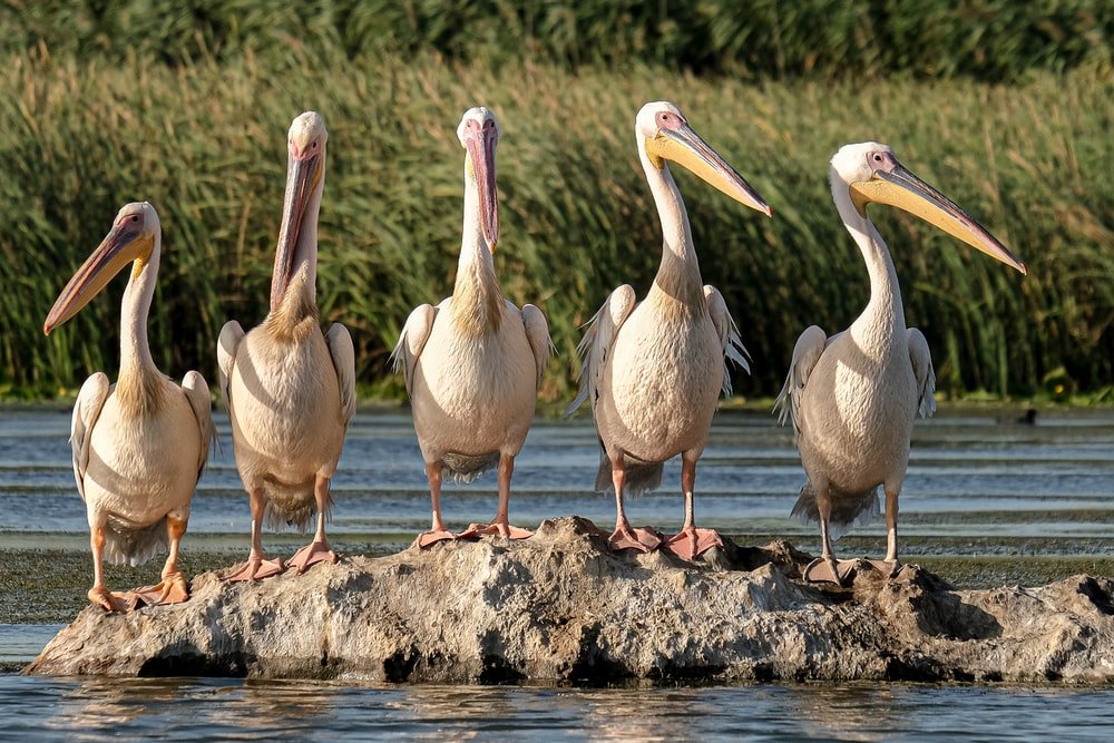 Paint By Numbers | Pelican - Flock Of Pelicans On Brown Wood Log