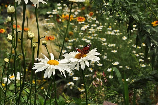 Flower Garden Chamomile Butterfly Paint By Number Kit