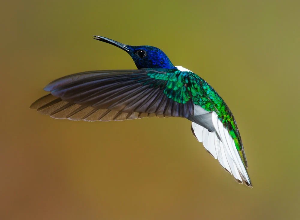 Paint By Numbers | Bird - Flying Blue And Green Hummingbird