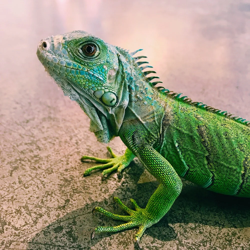 Paint By Numbers | Lizard - Focus Photography Of Iguana